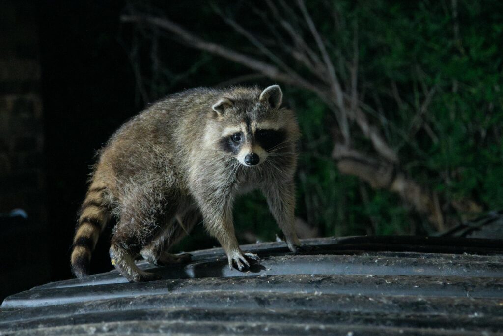 A raccoon stands on a garbage can, illuminated in a dark forest setting.