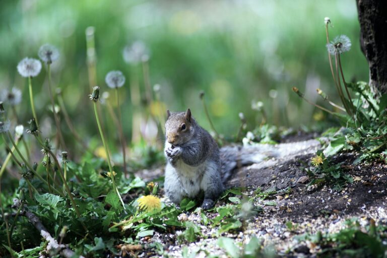 A squirrel sits peacefully in a sunlit garden surrounded by green leaves and dandelions.
