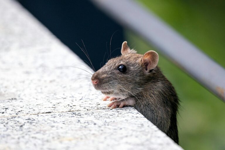 Close-up of a house mouse peeking over a concrete edge outdoors.