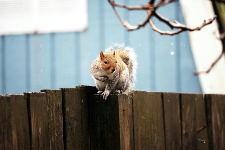Close-up of a squirrel resting on a fence under light rain, with a blue backdrop.