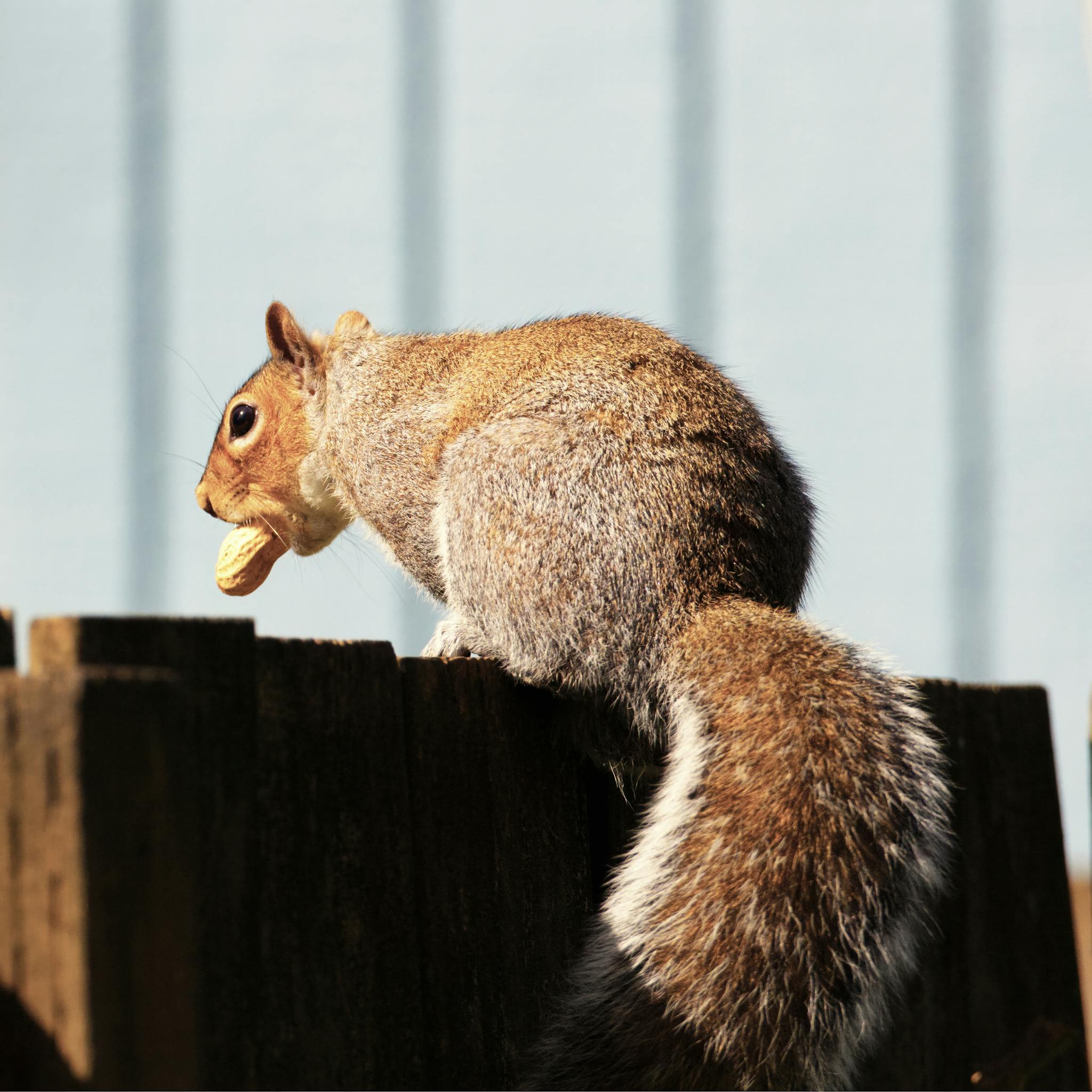 Squirrel perched on a wooden fence, enjoying a peanut in the sunlight.